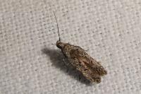Carpatolechia decorella