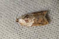 Acleris variegana
