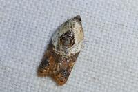 Acleris variegana