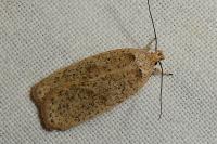 Agonopterix