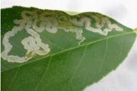 Phyllocnistis citrella