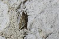Diurnea lipsiella