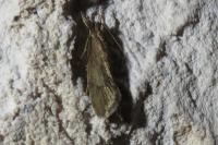 Diurnea lipsiella