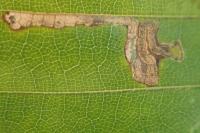 Stigmella tityrella
