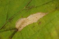 Phyllonorycter coryli