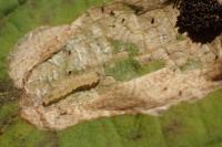 Phyllonorycter coryli