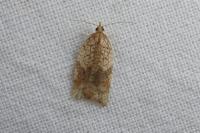Acleris rhombana
