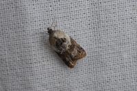Acleris variegana