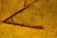 Stigmella microtheriella