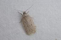 Agonopterix gr. adspersella