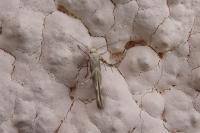 Palumbina guerinii