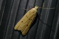 Acompsia