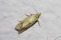 Agapeta hamana