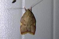 Carcina quercana