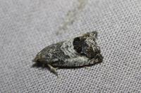 Cydia splendana
