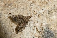 Alucita huebneri