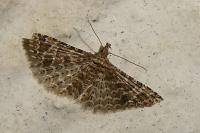 Alucita huebneri