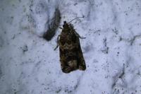 Celypha