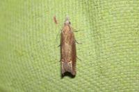 Eucosma conterminana