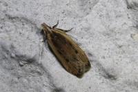 Nothris congressariella