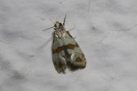 Phalonidia contractana