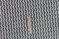 Coleophora virgaureae