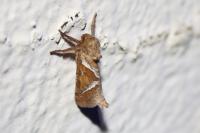 Triodia sylvina