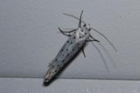 Yponomeuta