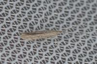 Coleophora texanella