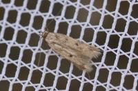 Borkhausenia nefrax