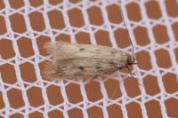 Borkhausenia nefrax