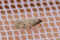 Borkhausenia nefrax