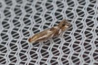 Bucculatrix maritima