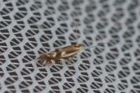 Bucculatrix maritima