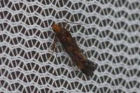 Apodia bifractella