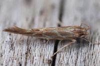 Pyroderces argyrogrammos