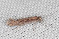 Plutella xylostella