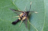 Synanthedon mesiaeformis