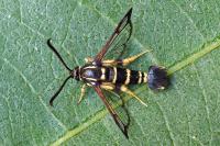 Synanthedon vespiformis