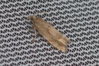 Eucosma aspidiscana