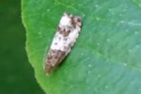 Notocelia