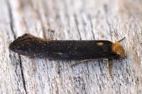 Monopis nigricantella
