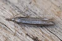 Pleurota ericella