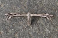 Calyciphora adamas
