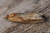 Eucosma gr. cana