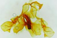 Falseuncaria ruficiliana