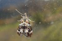 Tebenna micalis