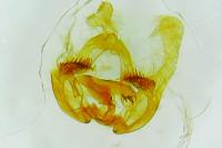 Endothenia marginana