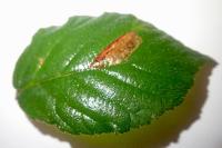 Ectoedemia erythrogenella