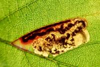 Ectoedemia erythrogenella